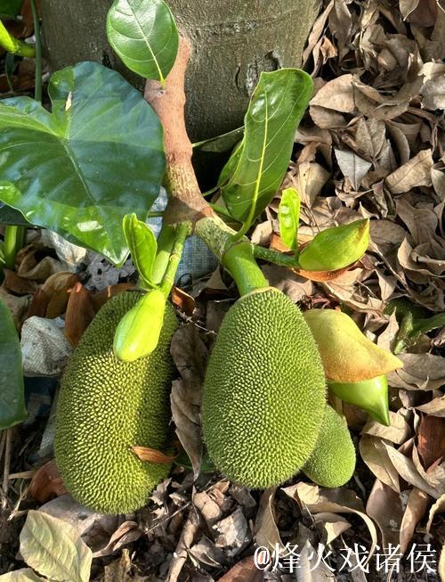 菠萝蜜视频入口 菠萝蜜视频入口