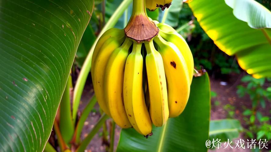 大香蕉黄色视频 大香蕉黄色视频