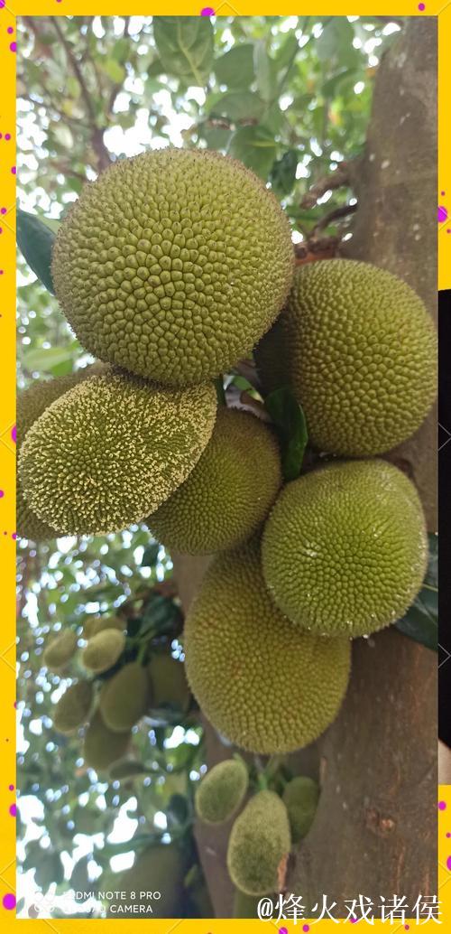 菠萝蜜视频网站在线观看 菠萝蜜视频网站在线观看